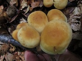 Marasmius strictipes image
