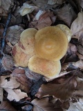 Marasmius strictipes image