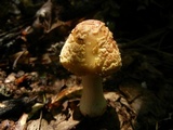 Amanita flavorubens image