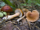 Limacella delicata var. glioderma image