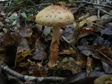 Amanita flavorubens image