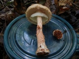 Amanita flavorubens image