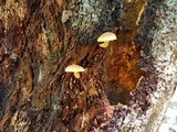Gymnopilus rufosquamulosus image