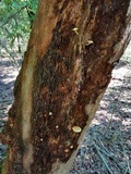 Gymnopilus rufosquamulosus image