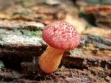 Gymnopilus rufosquamulosus image