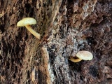 Gymnopilus rufosquamulosus image