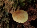 Gymnopilus rufosquamulosus image