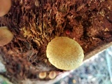 Gymnopilus rufosquamulosus image