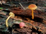 Gymnopilus rufosquamulosus image