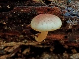 Gymnopilus rufosquamulosus image