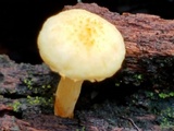 Gymnopilus rufosquamulosus image