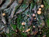 Gymnopilus rufosquamulosus image