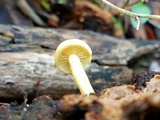 Gymnopilus rufosquamulosus image