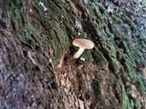 Gymnopilus rufosquamulosus image