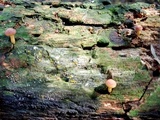 Gymnopilus rufosquamulosus image