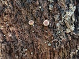 Gymnopilus rufosquamulosus image
