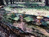 Gymnopilus rufosquamulosus image