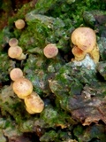 Gymnopilus rufosquamulosus image