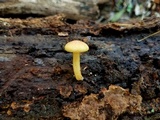 Gymnopilus rufosquamulosus image
