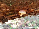 Gymnopilus rufosquamulosus image