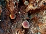 Gymnopilus rufosquamulosus image