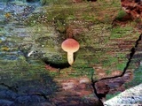 Gymnopilus rufosquamulosus image