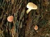 Gymnopilus rufosquamulosus image
