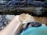 Microporellus obovatus image