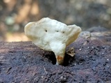 Microporellus obovatus image