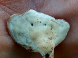 Microporellus obovatus image