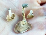 Microporellus obovatus image