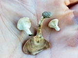 Microporellus obovatus image