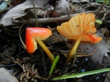 Hygrocybe acutoconica image