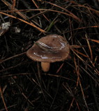 Lactarius pseudomucidus image