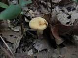 Lactarius volemus image