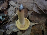Lactarius volemus image