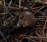 Lycoperdon umbrinum image