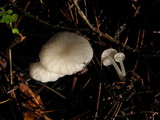 Marasmius calhouniae image