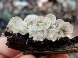 Entoloma parasiticum image