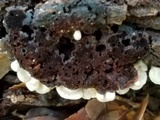 Entoloma parasiticum image