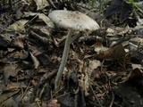 Amanita sect. Vaginatae image