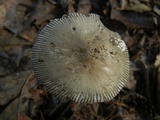 Amanita sect. Vaginatae image