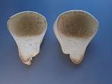Lycoperdon pratense image