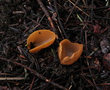Otidea onotica image