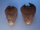 Lycoperdon pratense image