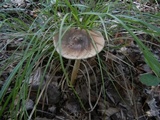 Amanita sect. Vaginatae image