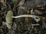 Amanita sect. Vaginatae image