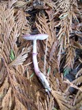 Lepiota roseolivida image