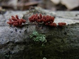 Arcyria denudata image