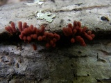 Arcyria denudata image